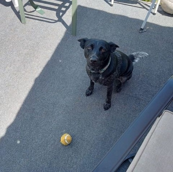 Meet your Posher, Randy - Picture 1 of 1